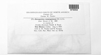 Sorosporium consanguineum image